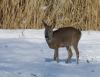 Rehe