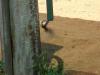 Vogeltränke 3 Vogeltränke 3