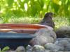 Amsel beim Baden