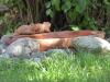 Amsel beim Baden Amsel beim Baden