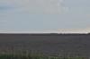 Linum1-17