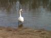 VÖGEL > Schwan in der Dübener Heide VÖGEL > Schwan in der Dübener Heide