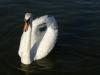 VÖGEL > Schwan auf dem Chiemsee