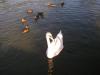 VÖGEL > Schwan und Enten auf dem Chiemsee VÖGEL > Schwan und Enten auf dem Chiemsee
