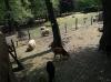 Velem > Milleniumspark > Tiergarten Velem > Milleniumspark > Tiergarten