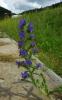 H:Egerszalók>Saliris>29 H:Egerszalók>Saliris>29
