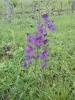 H:Blume H:Blume