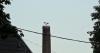 H:Bogács>Storch H:Bogács>Storch