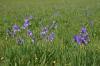 Chiemsee > Iris sibirica Chiemsee > Iris sibirica