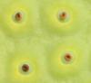 LOTUSBLUME > Samenstand > Detailaufnahme für ein Bilderrätsel LOTUSBLUME > Samenstand > Detailaufnahme für ein Bilderrätsel