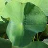 LOTUSBLUME > Blatt LOTUSBLUME > Blatt
