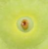 LOTUSBLUME > Samenstand > Detailaufnahme für ein Bilderrätsel LOTUSBLUME > Samenstand > Detailaufnahme für ein Bilderrätsel