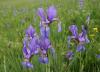 Chiemsee > Iris sibirica