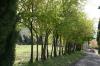 Milchorangenbaum Osagedorn 4 Milchorangenbaum Osagedorn 4