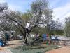 05 _Mandelernte_016_680 (1) 05 _Mandelernte_016_680 (1)