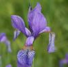 Chiemsee > Iris sibirica Chiemsee > Iris sibirica