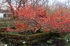 MÜNCHEN > Botanischer Garten 2