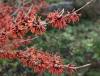 Zaubernuss - Hamamelis