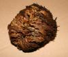 Unechte Rose von Jericho Unechte Rose von Jericho