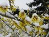Hamamelis Zaubernuss 2 Hamamelis Zaubernuss 2