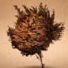 Unechte Rose von Jericho Unechte Rose von Jericho