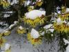 Hamamelis Zaubernuss 3 Hamamelis Zaubernuss 3