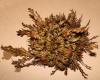 Unechte Rose von Jericho Unechte Rose von Jericho
