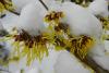 Hamamelis Zaubernuss 4 Hamamelis Zaubernuss 4