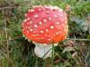 4 Fliegenpilz 024 4 Fliegenpilz 024