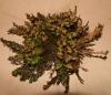 Unechte Rose von Jericho Unechte Rose von Jericho