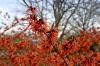 Zaubernuss - Hamamelis Zaubernuss - Hamamelis