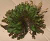 Unechte Rose von Jericho Unechte Rose von Jericho