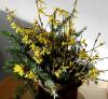 Barbarazweige Forsythien Barbarazweige Forsythien