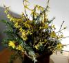 Barbarazweige Forsythien