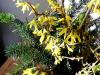 Barbarazweige Forsythien 2 Barbarazweige Forsythien 2