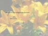 Blumengedicht Blumengedicht