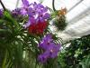 Orchideen Orchideen