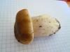 Steinpilz Steinpilz