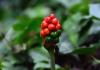 DSC_628 DSC_628