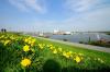 Löwenzahn in Büsum Löwenzahn in Büsum