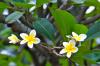 FRANGIPANIS oder Tempelbaum FRANGIPANIS oder Tempelbaum