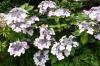 Hortensie Hortensie