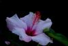 Hibiskus von der Insel Teneriffa