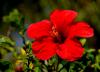 Hibiskus von der Insel Teneriffa 2