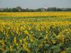 Sonnenblumenfeld in Ungarn3 Sonnenblumenfeld in Ungarn3