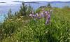IRIS auf Peljesac IRIS auf Peljesac