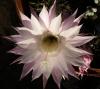 Kaktusblüte Kaktusblüte