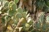 BOTANICACTUS > OPUNTIA ODER FEIGENKAKTUS BOTANICACTUS > OPUNTIA ODER FEIGENKAKTUS