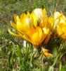 Krokus2l Krokus2l