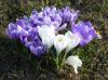 Krokus4 Krokus4